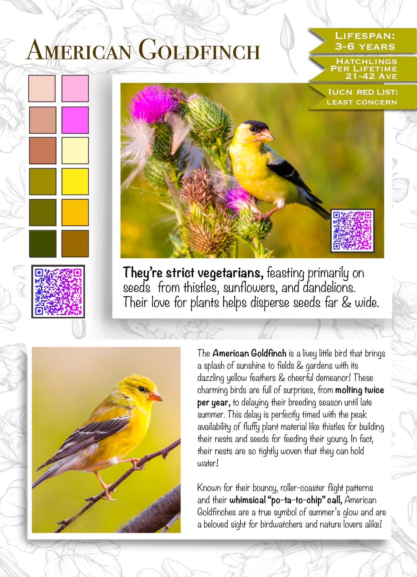 Painting Passports™ North American Songbirds Edition I